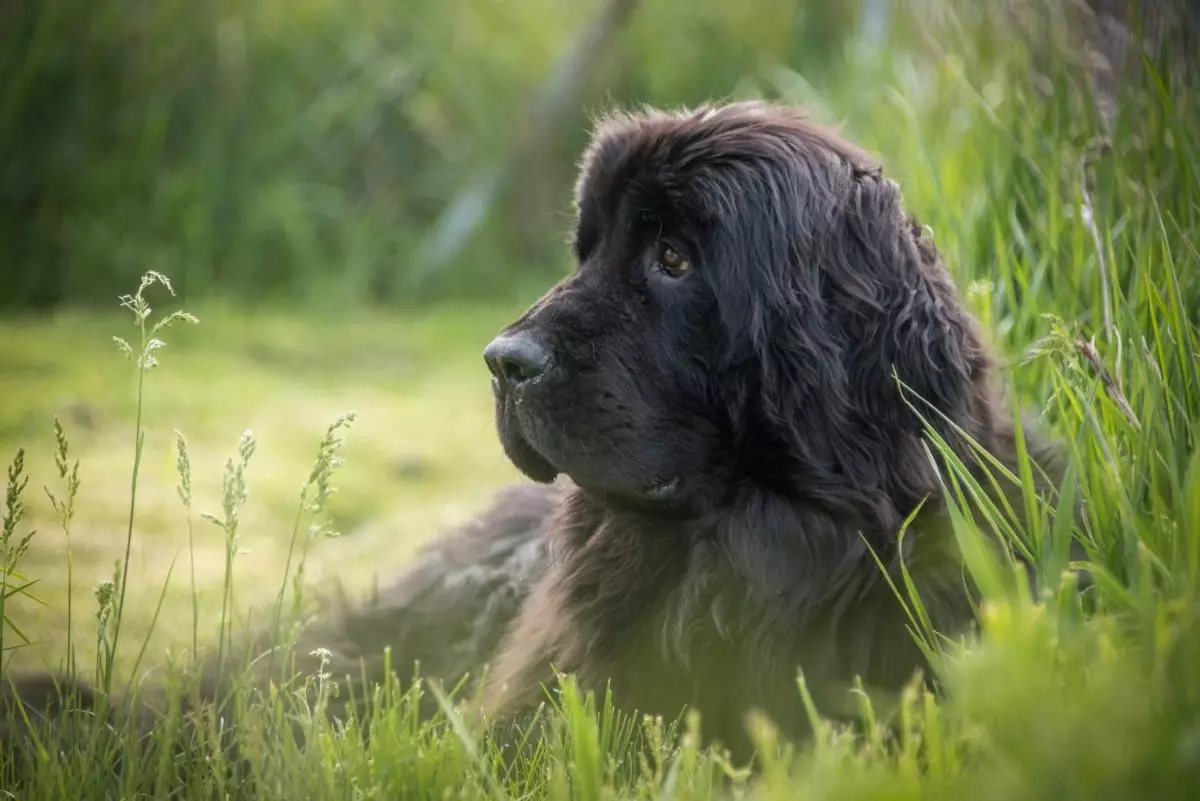 The Serenity of Canine Companionship: Calm Dog Breeds for Stress-Free Living