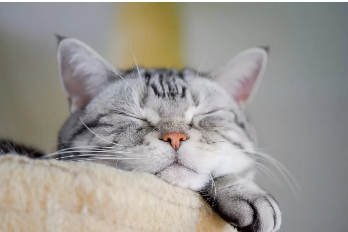 The Best Cat Breeds for Cozy Bedtime Companionship