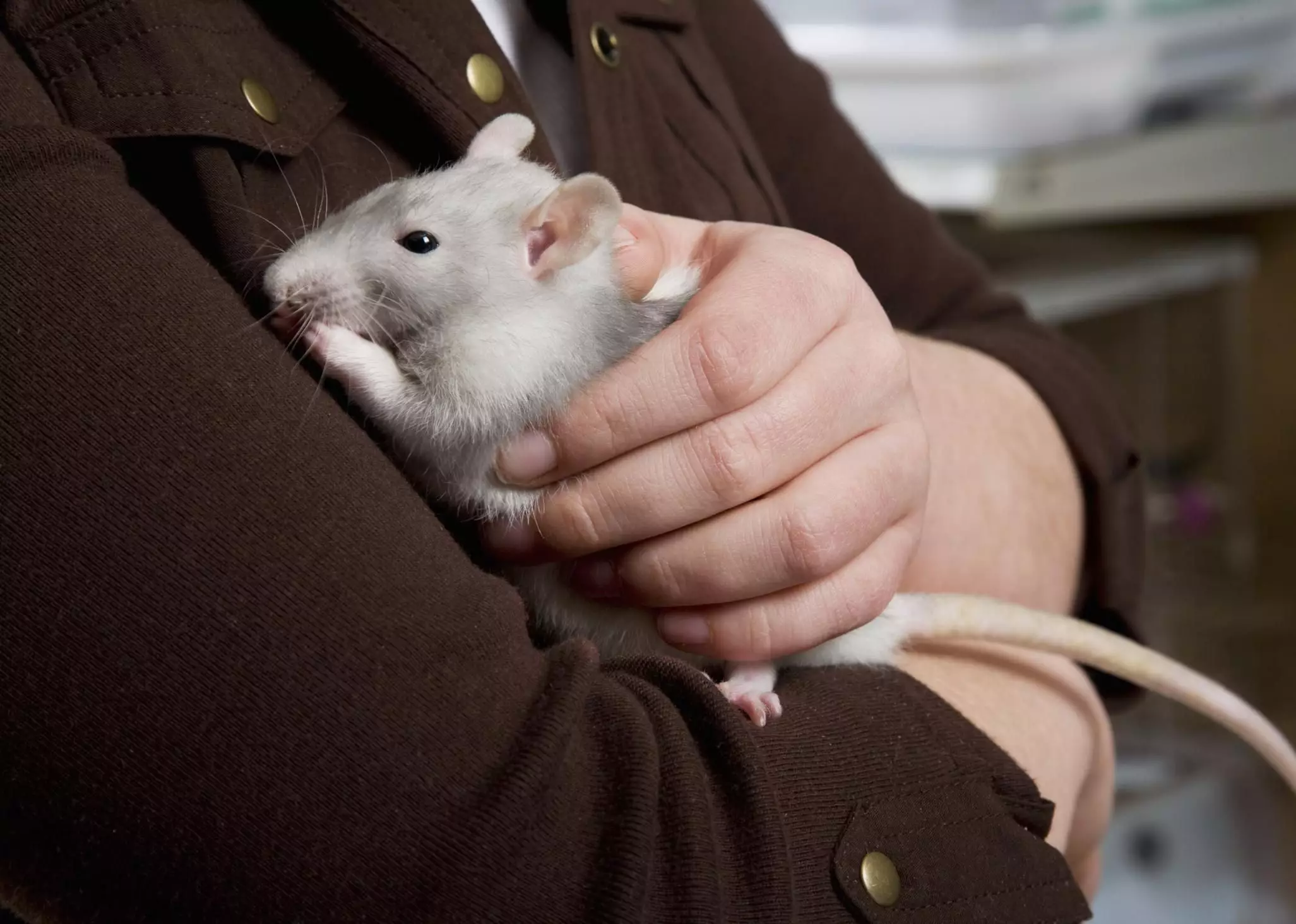 The Joy of Keeping Rats as Pets: A Comprehensive Guide