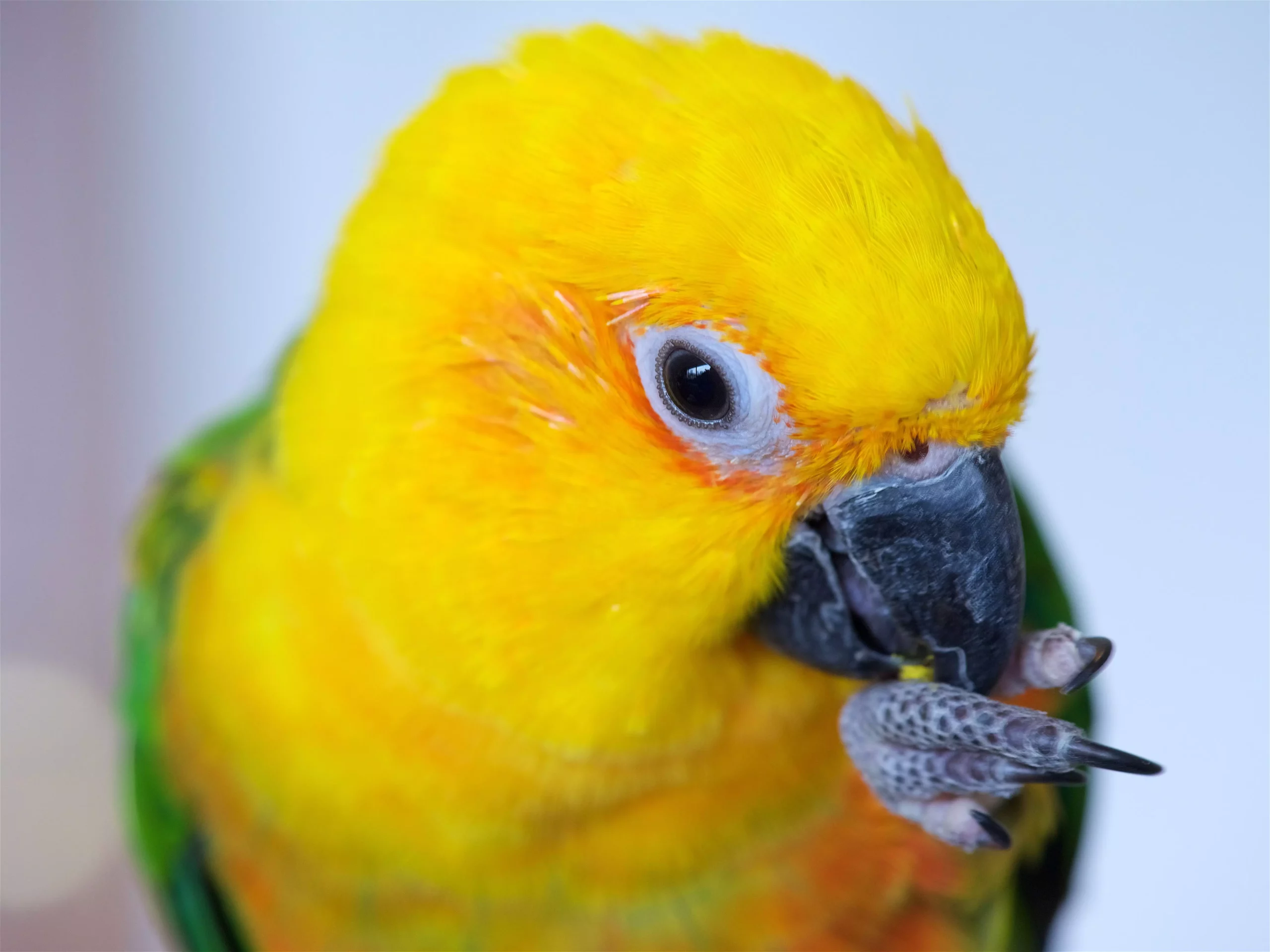 The Vibrant World of Jenday Conures: An Insight Into Their Care and Companionship