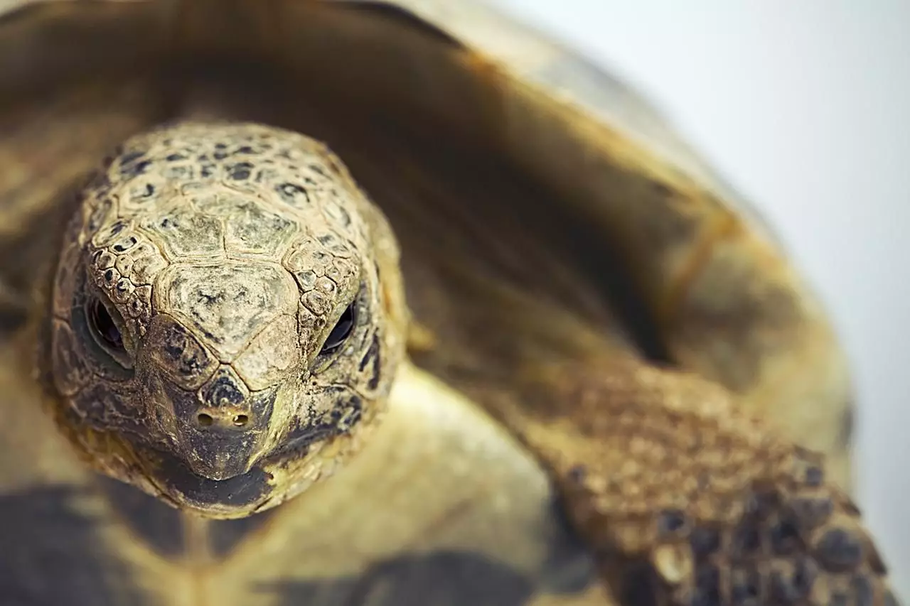 The Enchantment of Greek Tortoises: A Guide to Their Care and Companionship