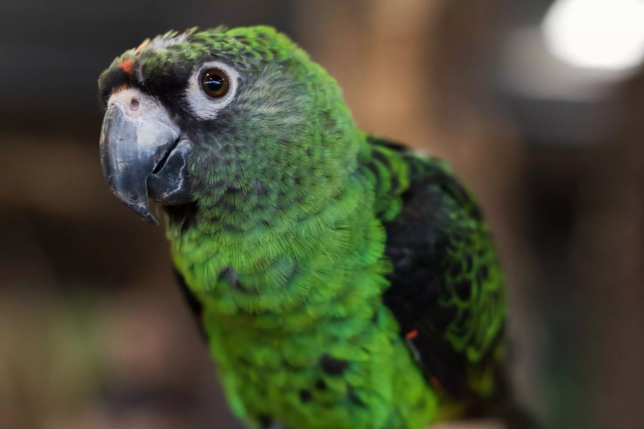 Understanding Jardine Parrots: Unique Companions in Aviculture