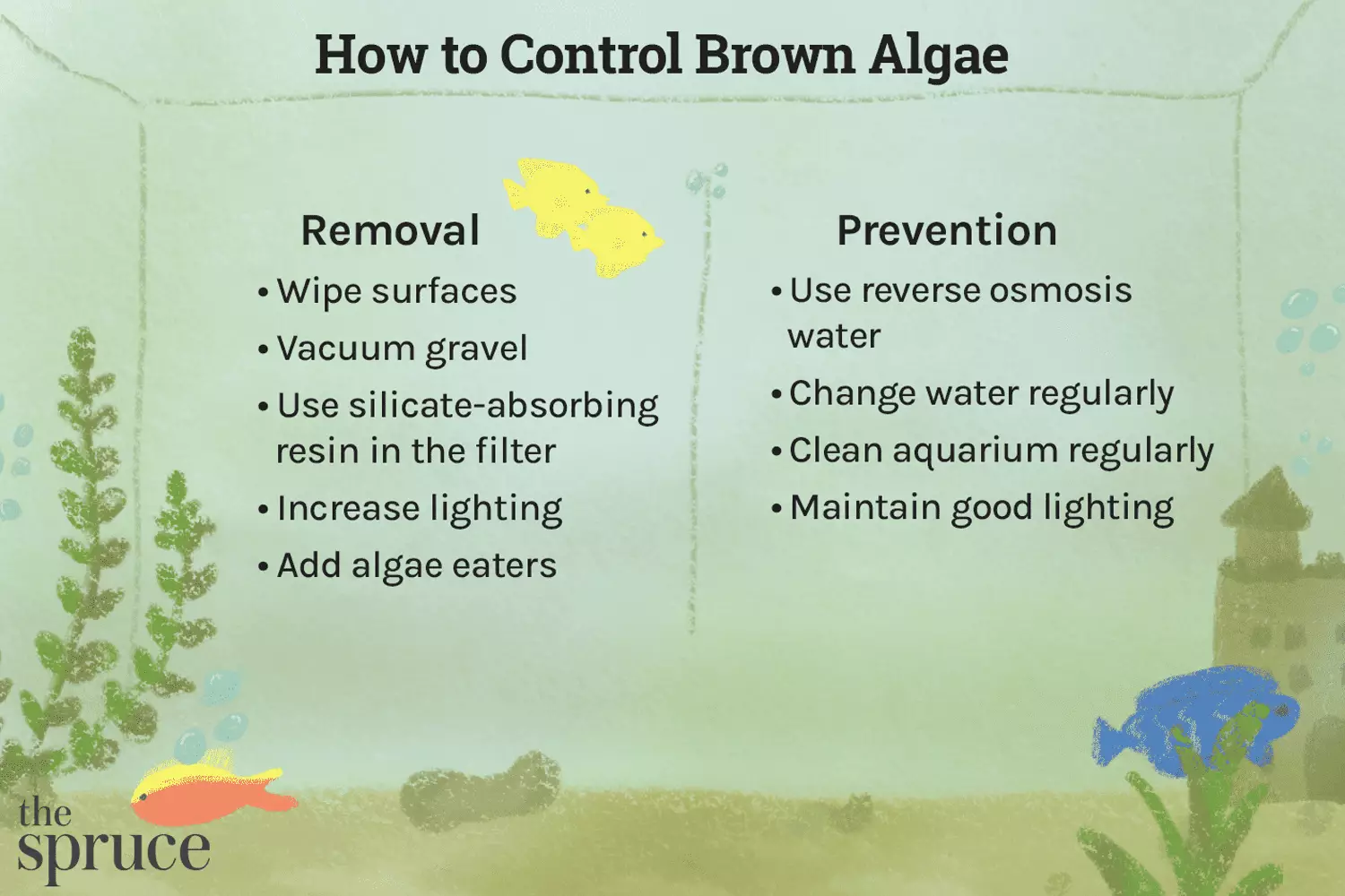 Understanding and Managing Brown Algae in Your Aquarium