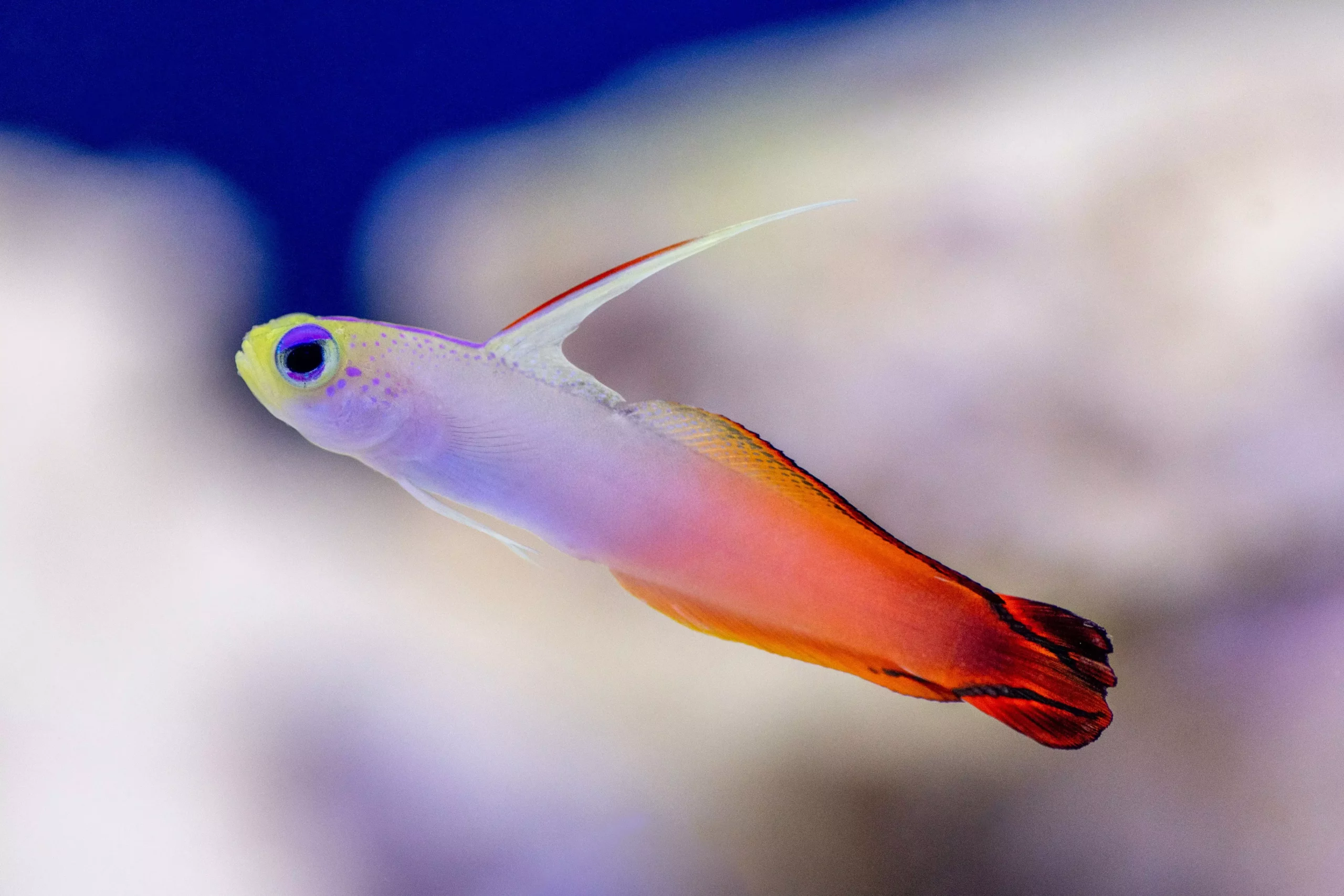 A Comprehensive Guide to Reef-Safe Fish for Your Aquarium