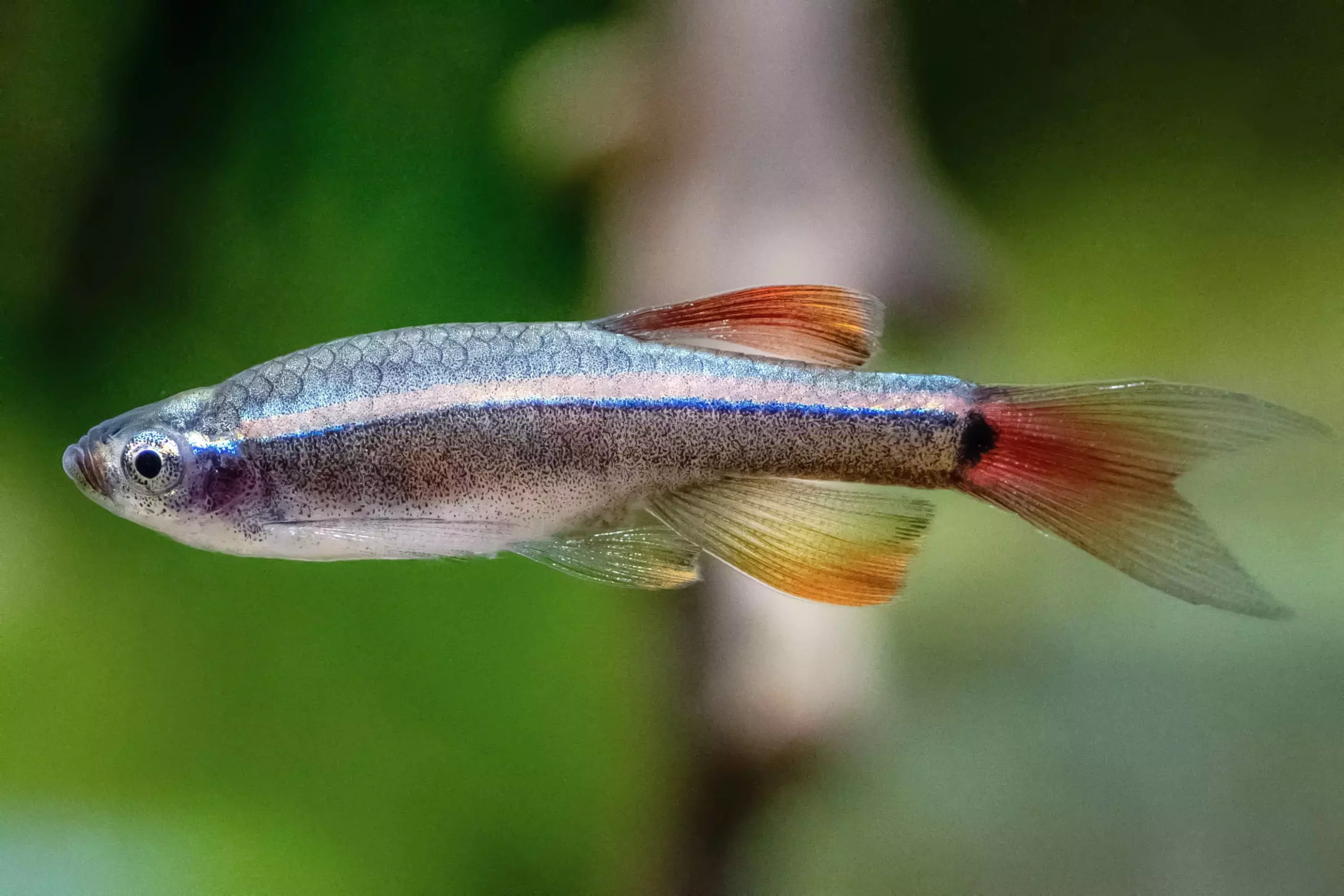 Understanding the White Cloud Mountain Minnow: A Comprehensive Guide