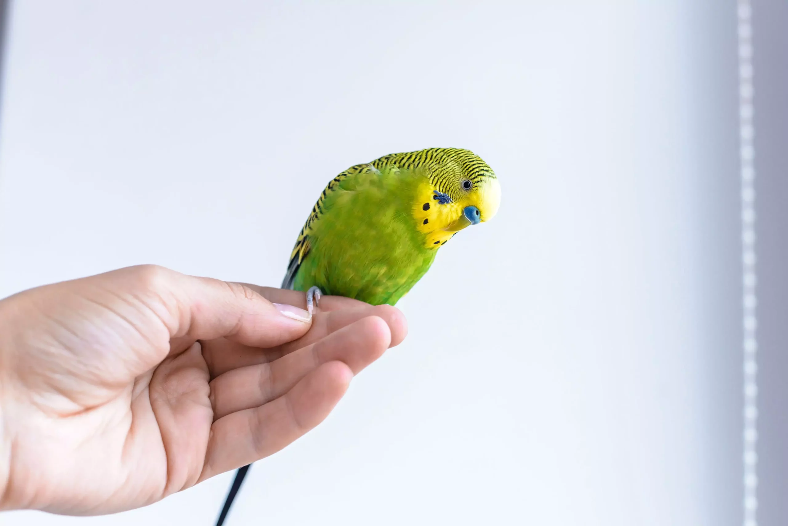 Essential Training Tips for Bird Owners: Nurturing Happy and Healthy Companions