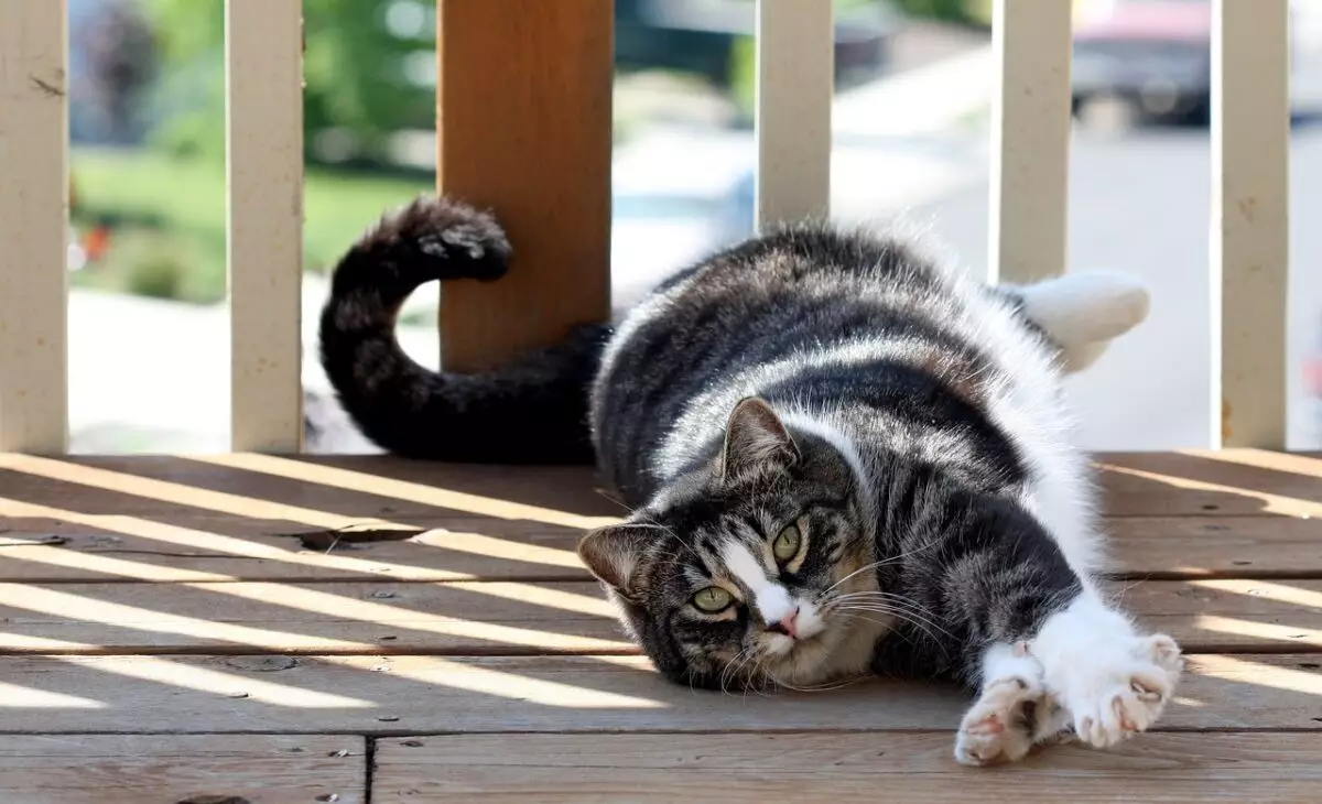 The Hilarious World of Cats: Comedic Companions at Home