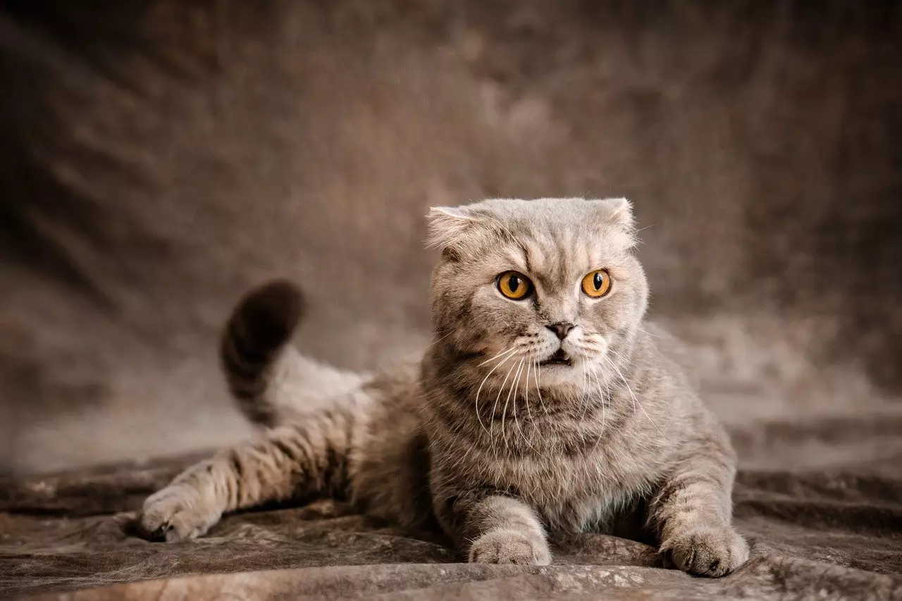 The Curious Nature of Cats: Exploring Inquisitive Breeds