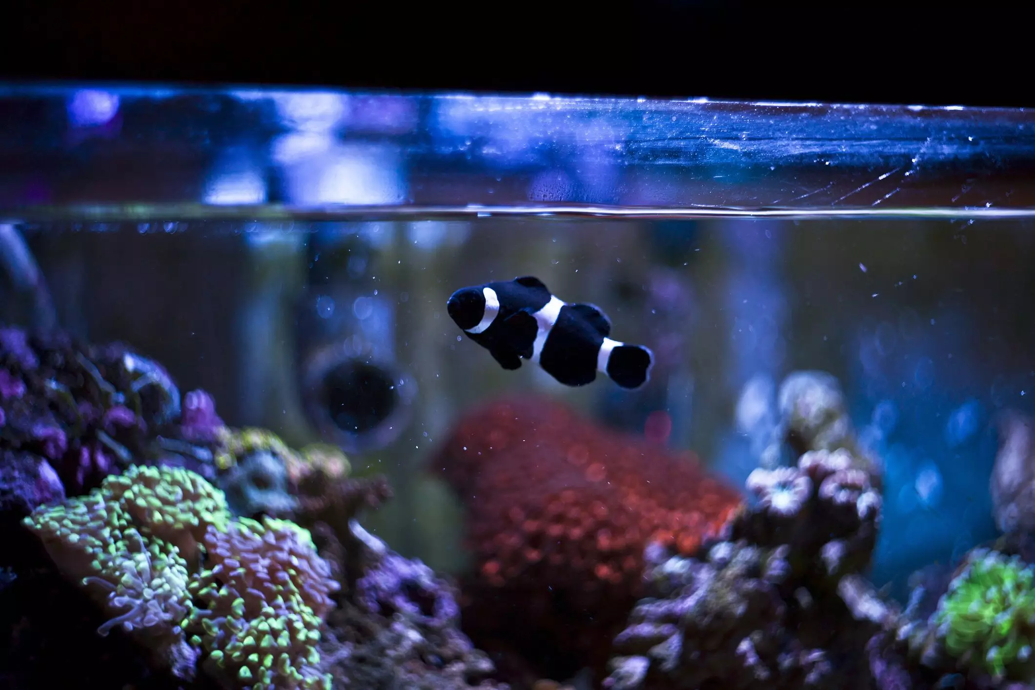 Effective Strategies for Lowering Nitrate Levels in Your Aquarium