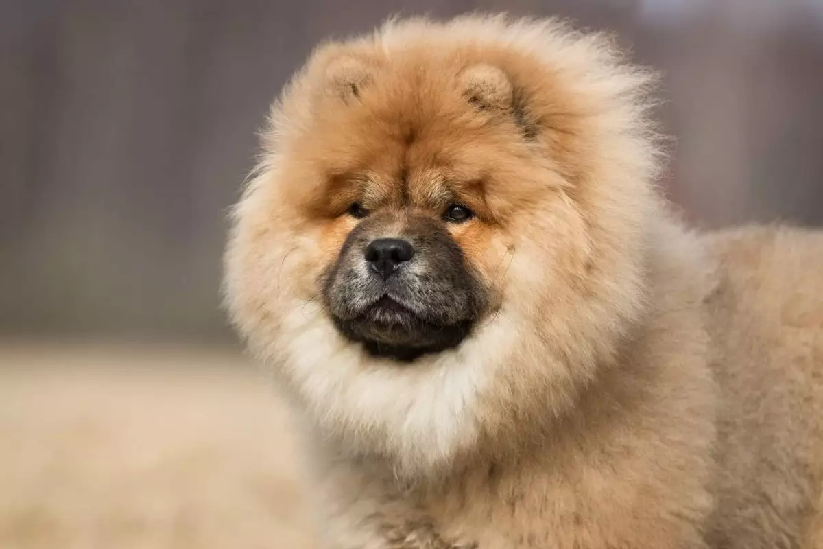 The Fluffiest Canine Companions: Dogs That Resemble Plush Toys