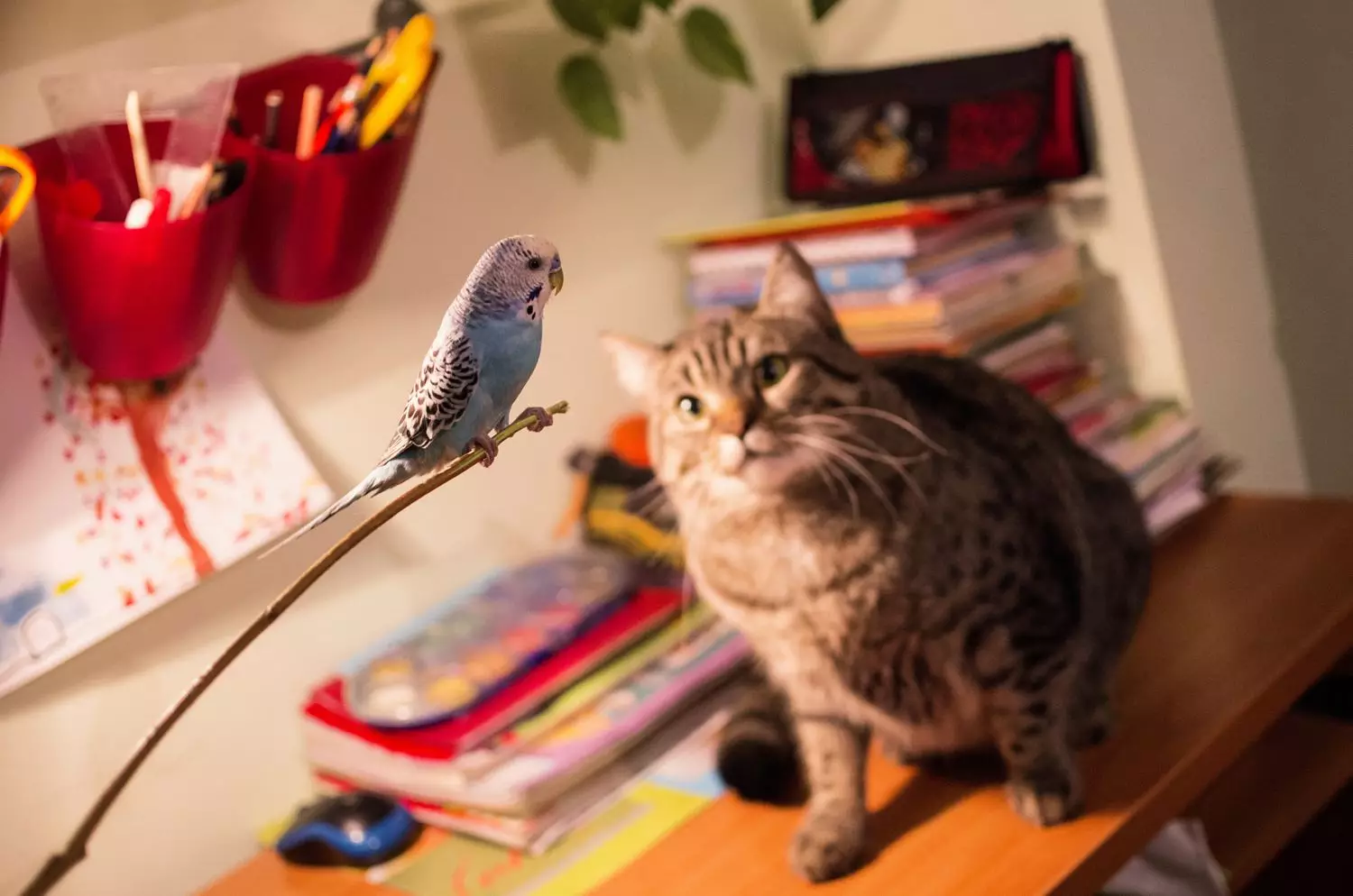 Coexisting with Nature’s Predators: Tips for Keeping Cats and Birds Together