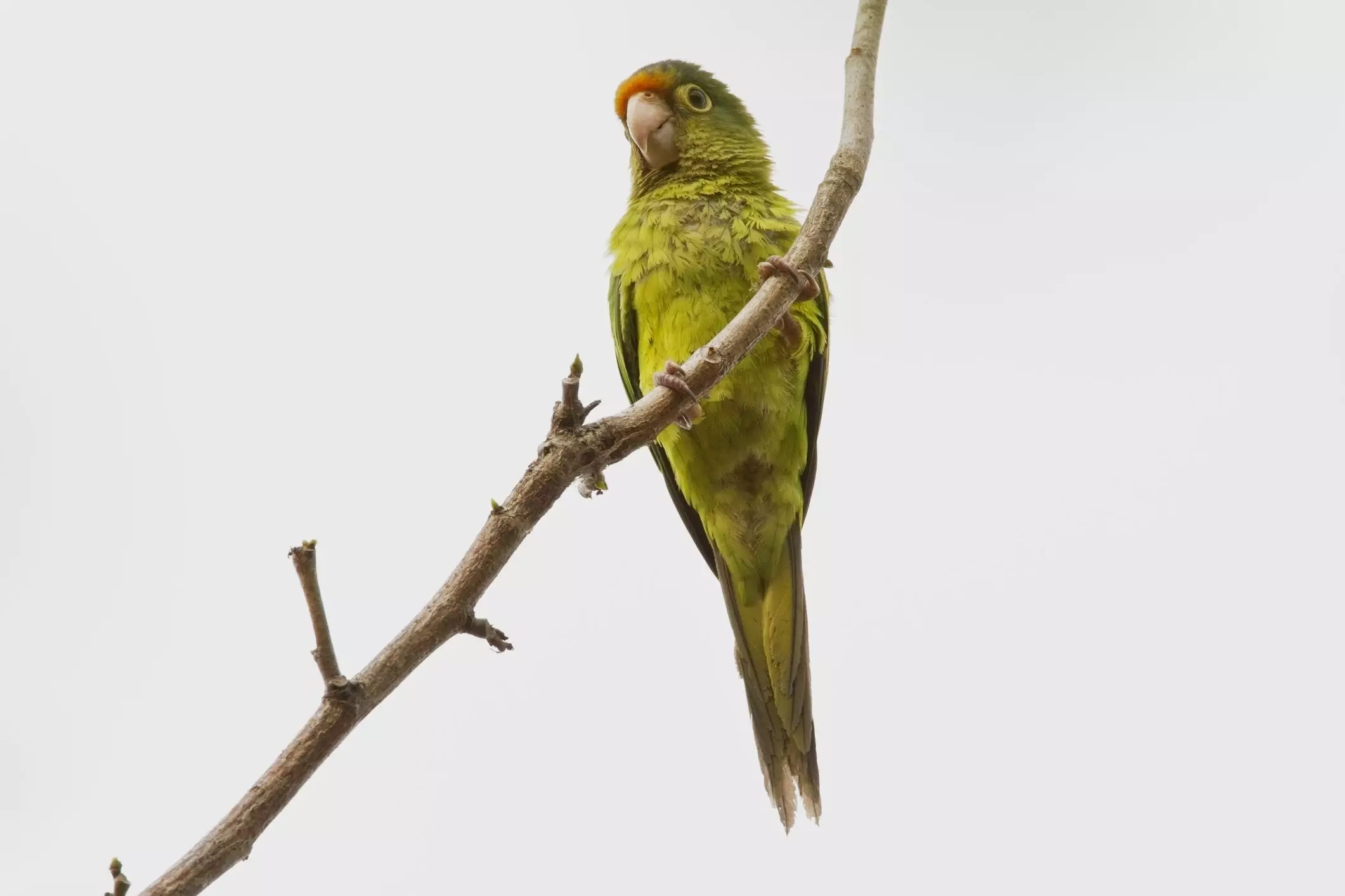 Understanding the Unique Traits and Care Requirements of Half-Moon Conures