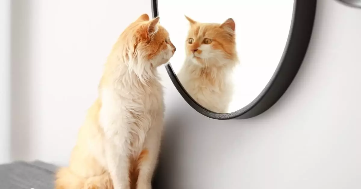 The Enigmatic Nature of Cats: Understanding Their Unpredictable Behavior