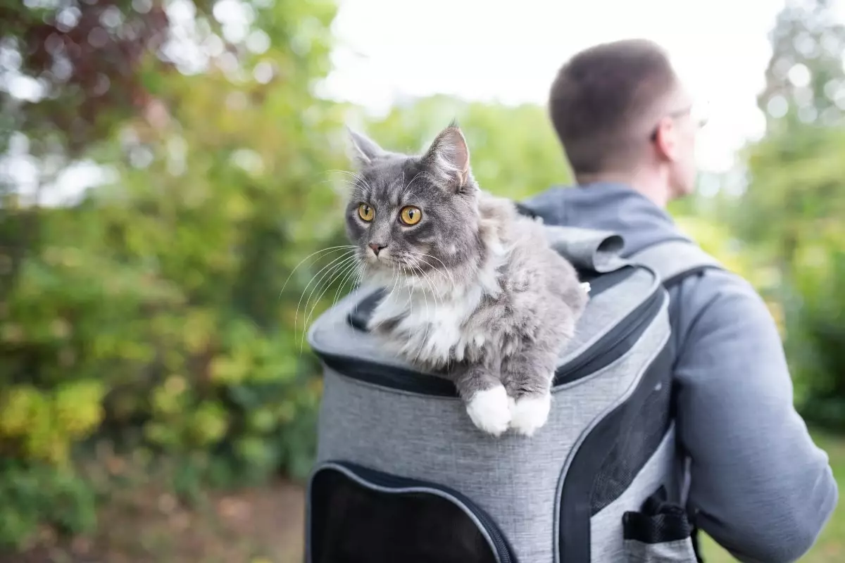 The Thrill-Seeking Cats: Breeds That Embody Adventure