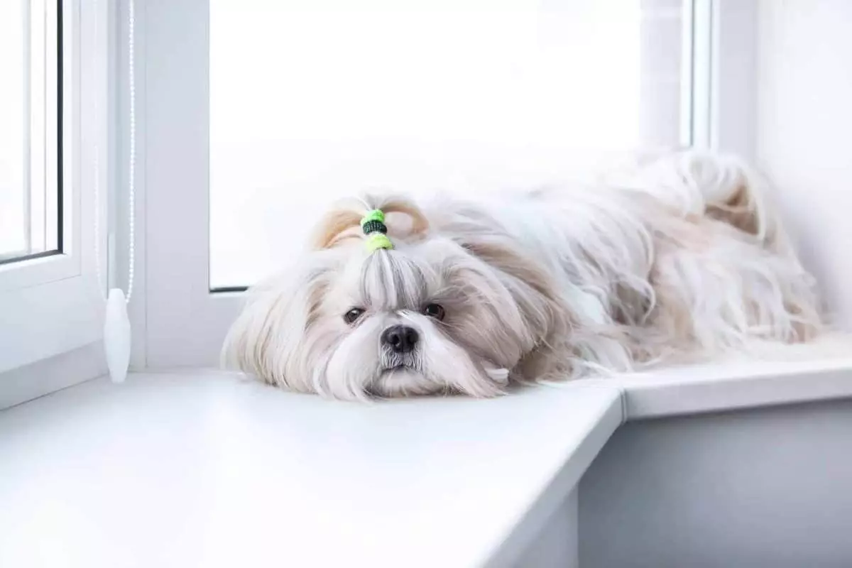 Serenity in Fur: The Allure of Calm Dog Breeds