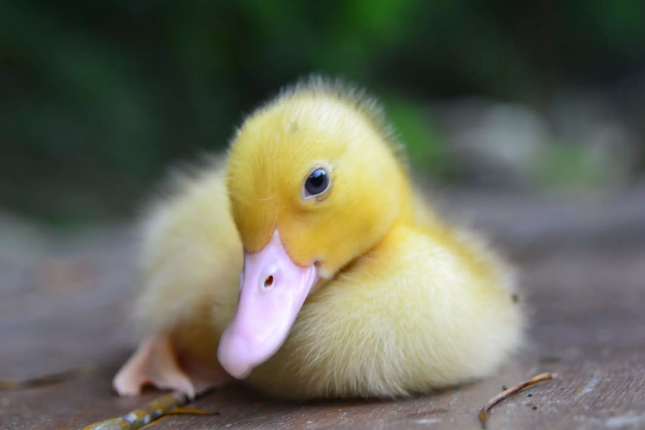 The Art of Naming Your Duck: A Comprehensive Guide