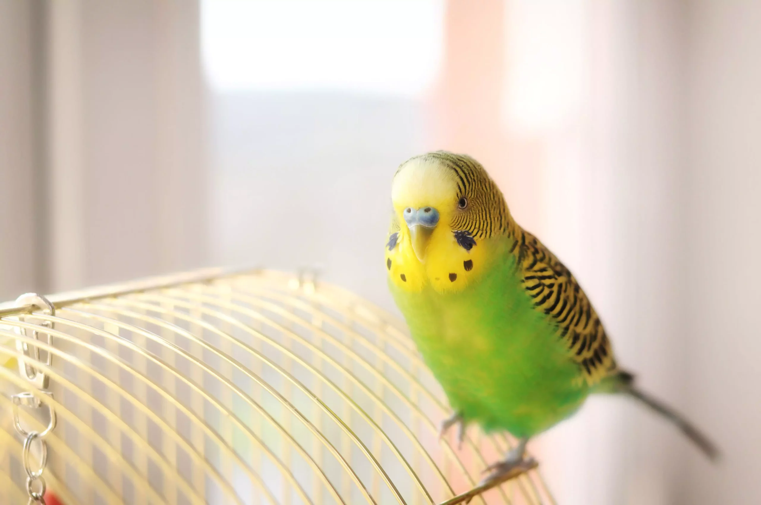 The Longevity of Birds: Understanding Lifespans and Care