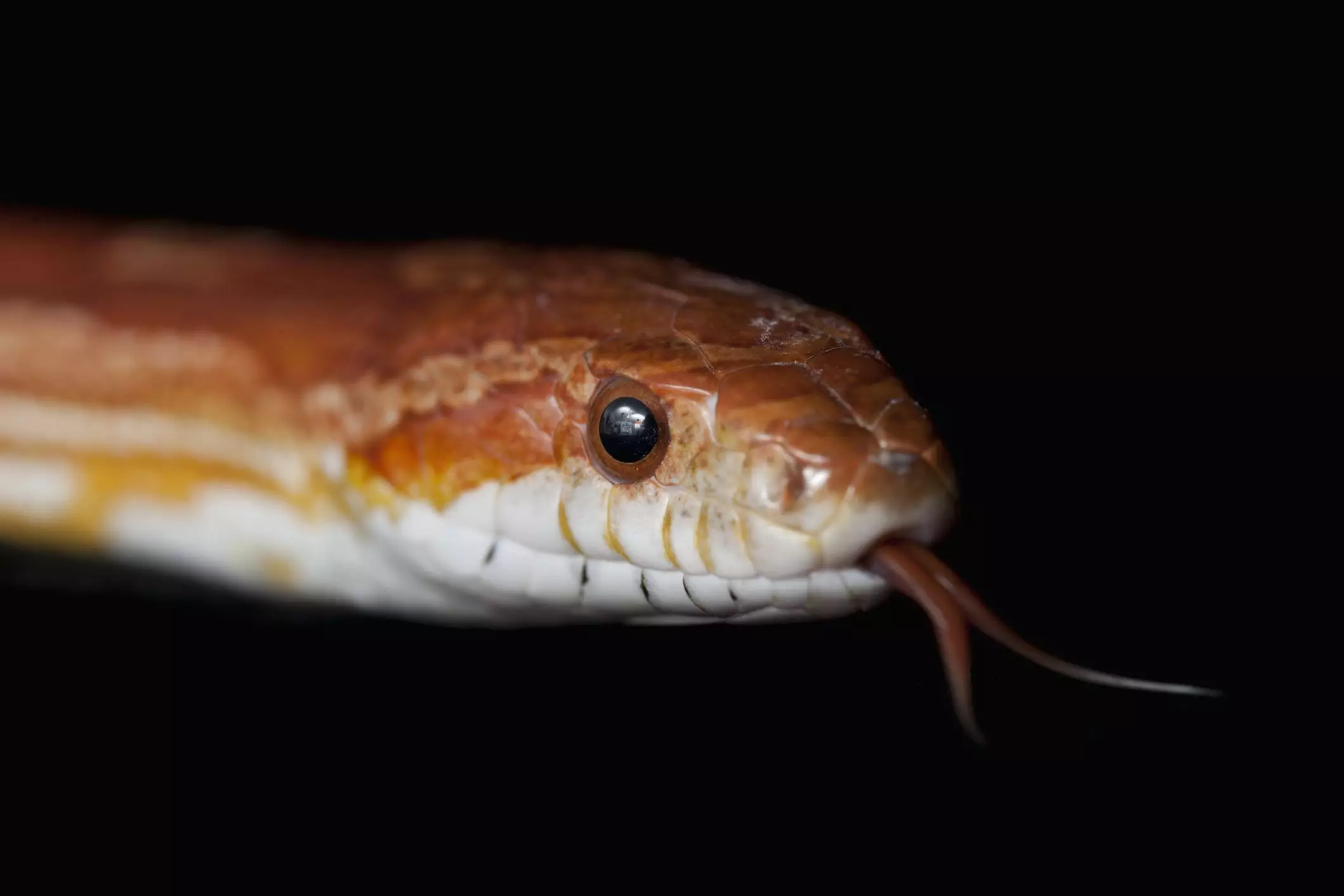 Understanding Pet Snakes: A Comprehensive Guide for Beginners