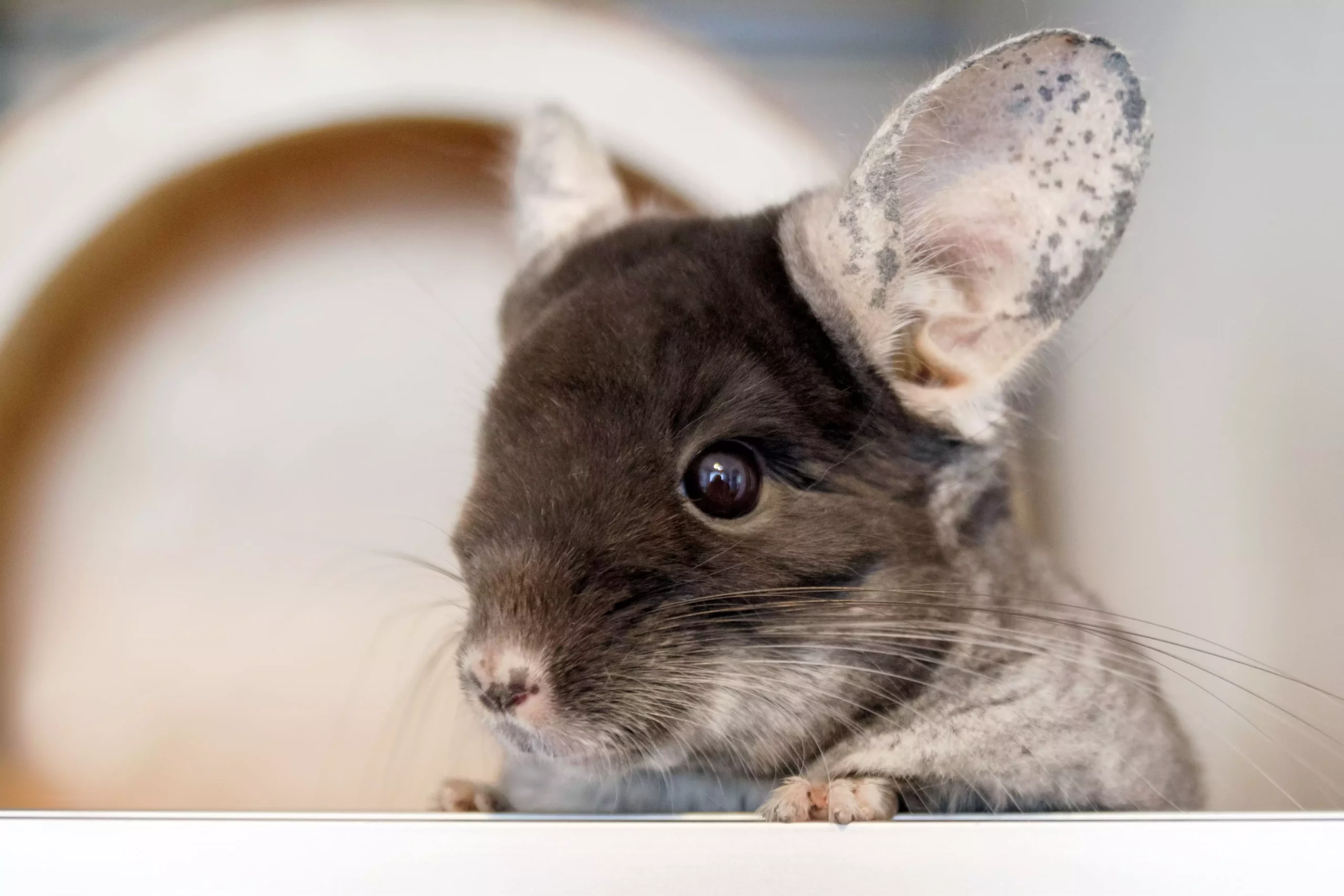 Understanding Chinchilla Eye Health: A Guide for Pet Owners