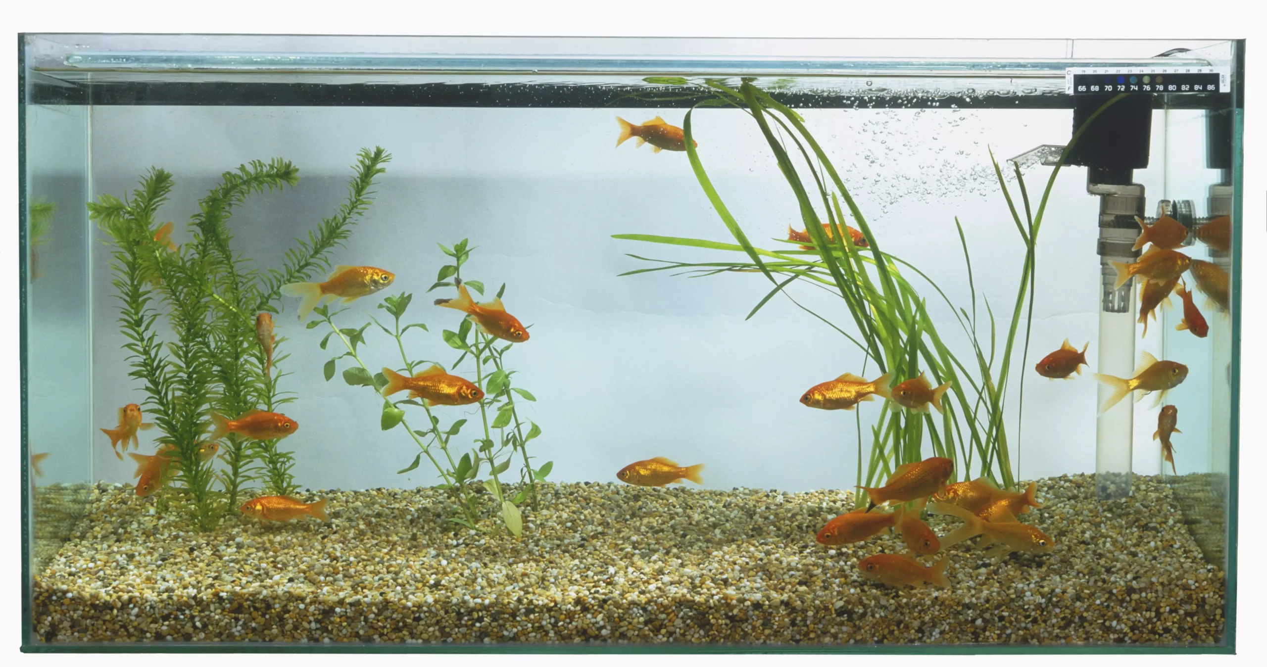 Understanding Filtration Systems: The Key to a Healthy Aquarium