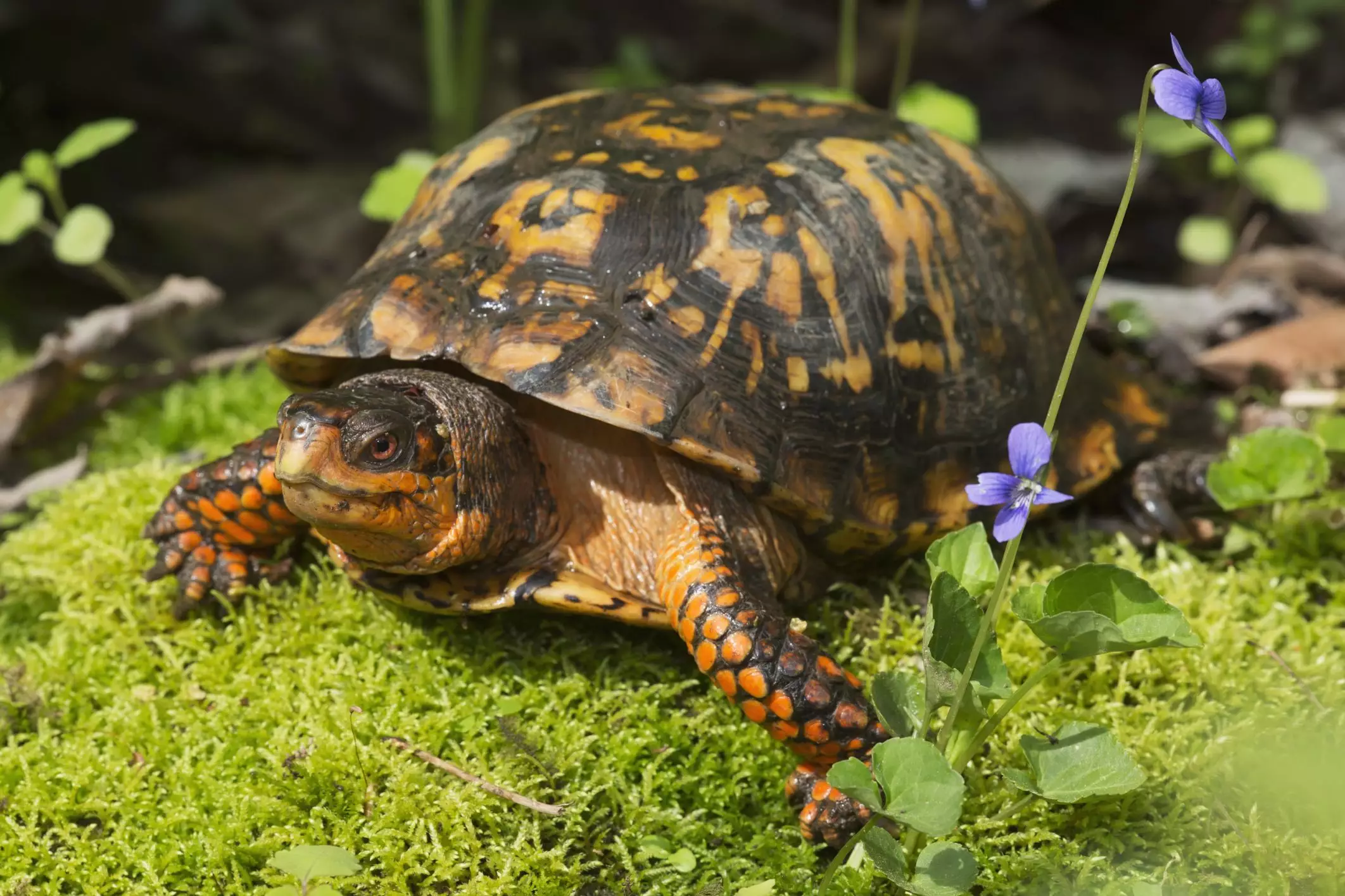 Nourishing Your Box Turtle: A Comprehensive Guide