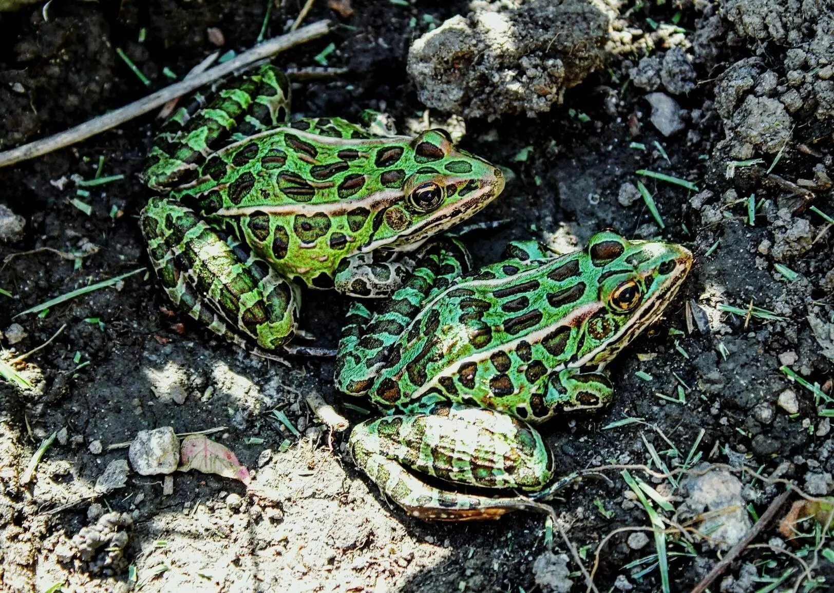 Unveiling the Charm of Leopard Frogs: Captivating Companions for Enthusiasts