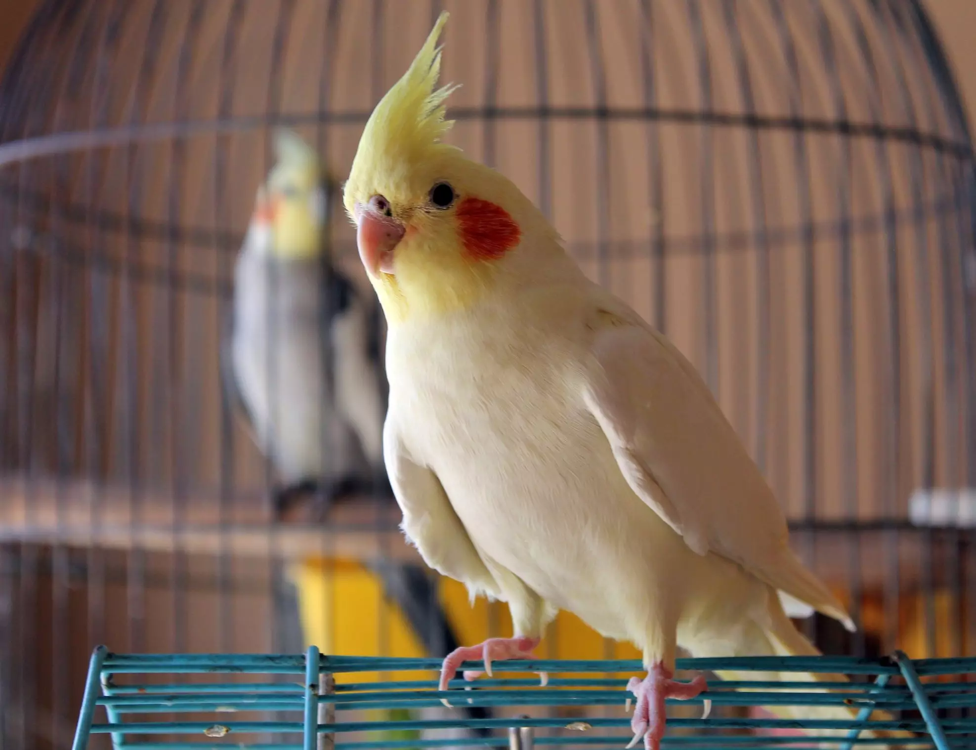 The Exquisite World of Pet Birds: A Journey into Feathered Companionship