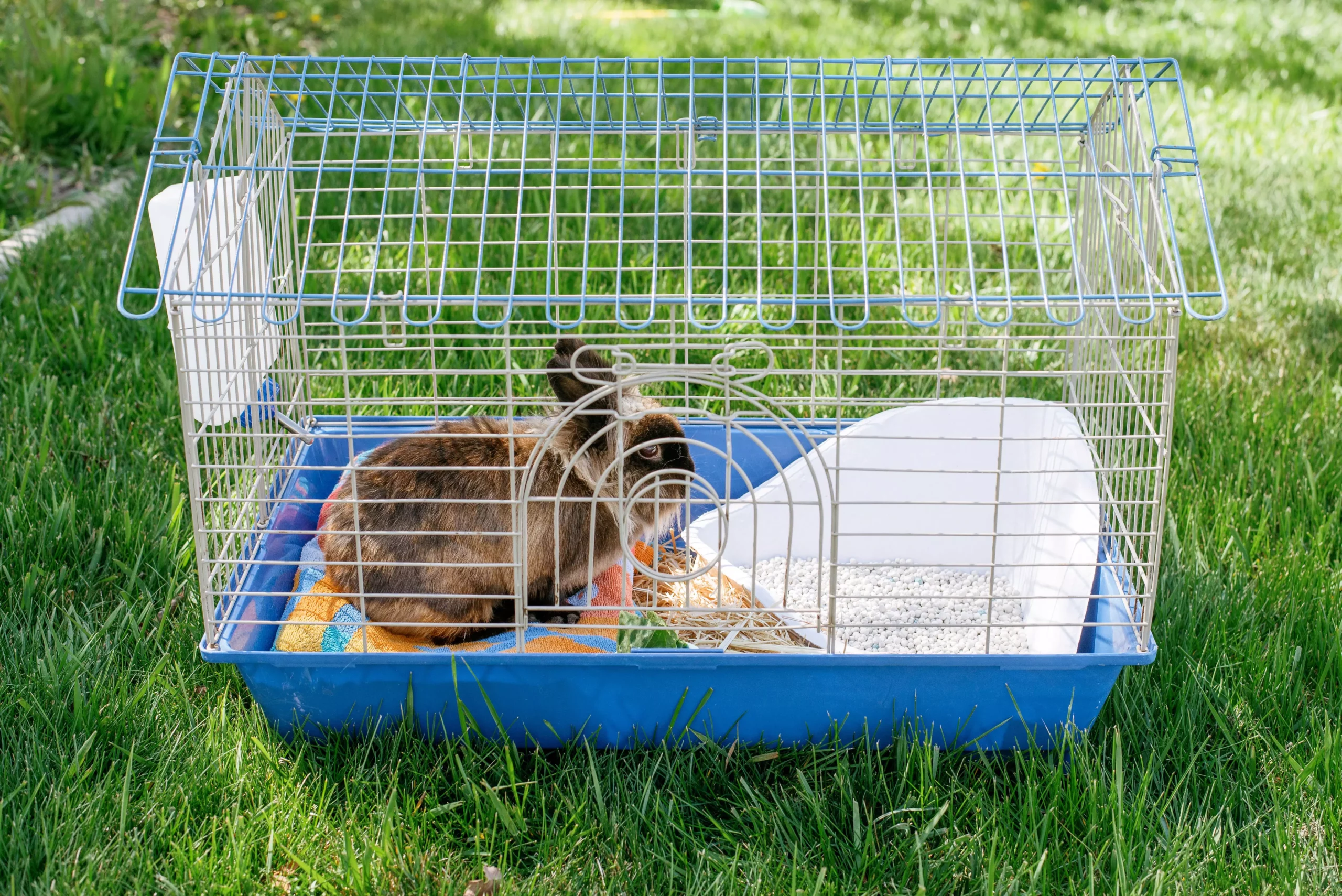 Effortless Rabbit Hutch Maintenance: Your Guide to a Cleaner, Happier Home