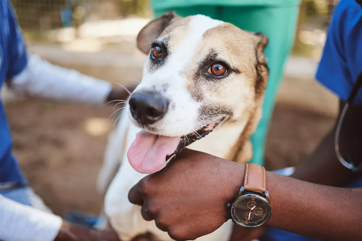 The Unyielding Bond: Why Dogs Are Our Most Treasured Companions