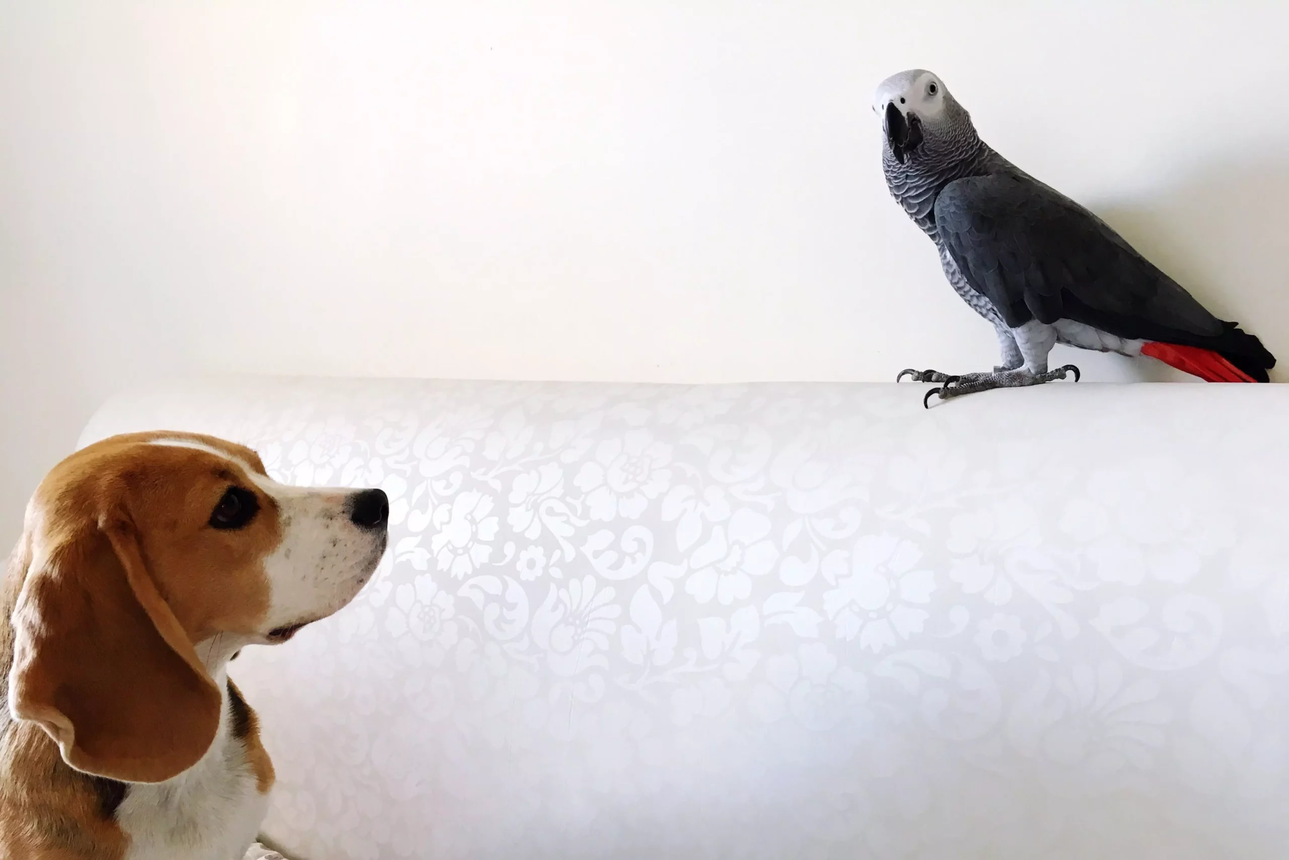 Creating Harmony: Expert Tips for Integrating Dogs and Birds in Your Home