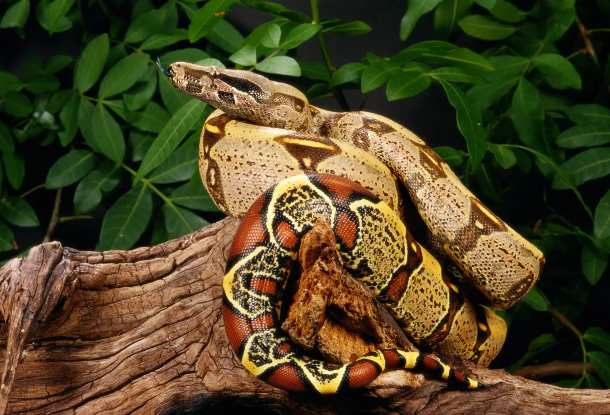 The Captivating Red Tail Boa: An Exquisite Yet Demanding Pet Choice