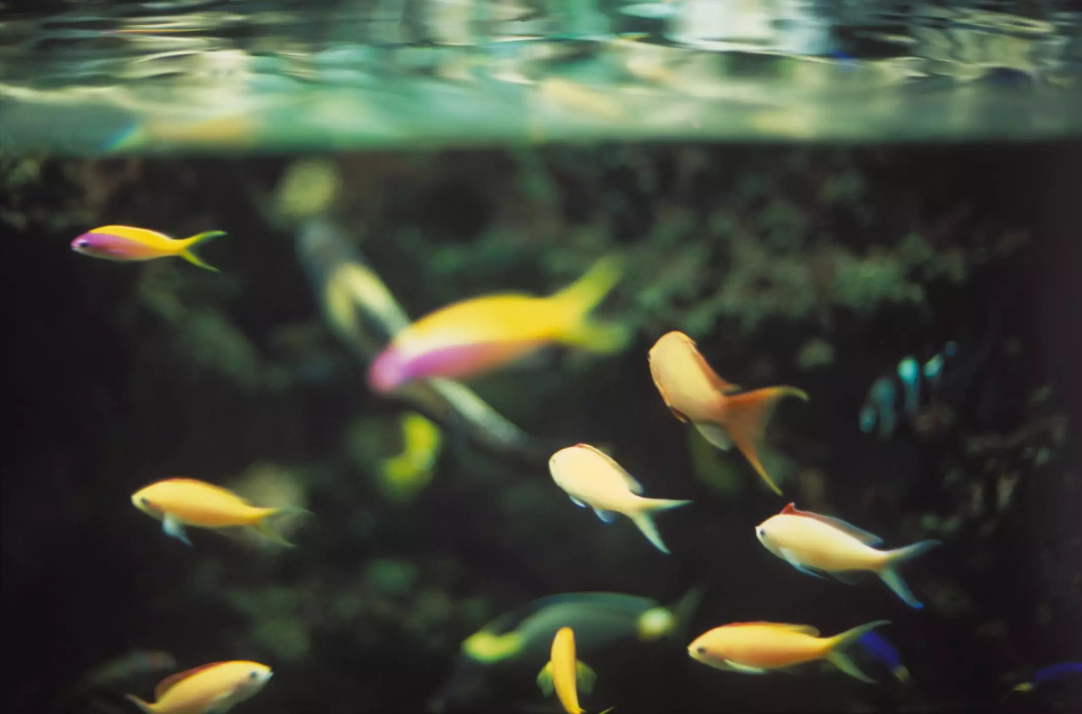 Mastering Aquarium Care: The Key to Healthy Fish