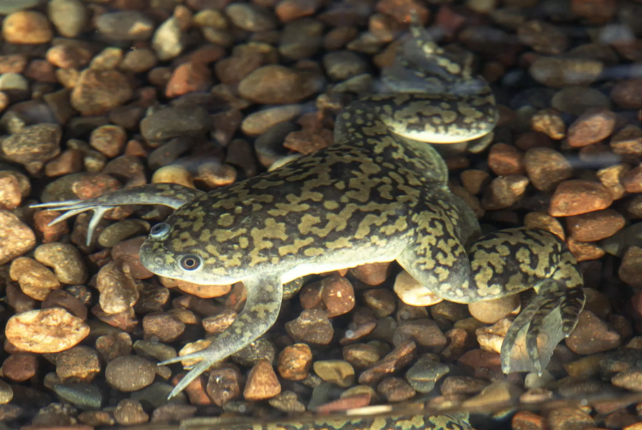 The Enigmatic African Clawed Frog: A Unique Companion for Enthusiasts