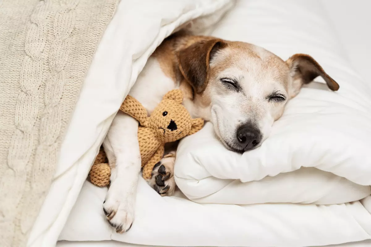 Unleashing the Love: Why Your Dog Claims Your Pillow as Their Kingdom