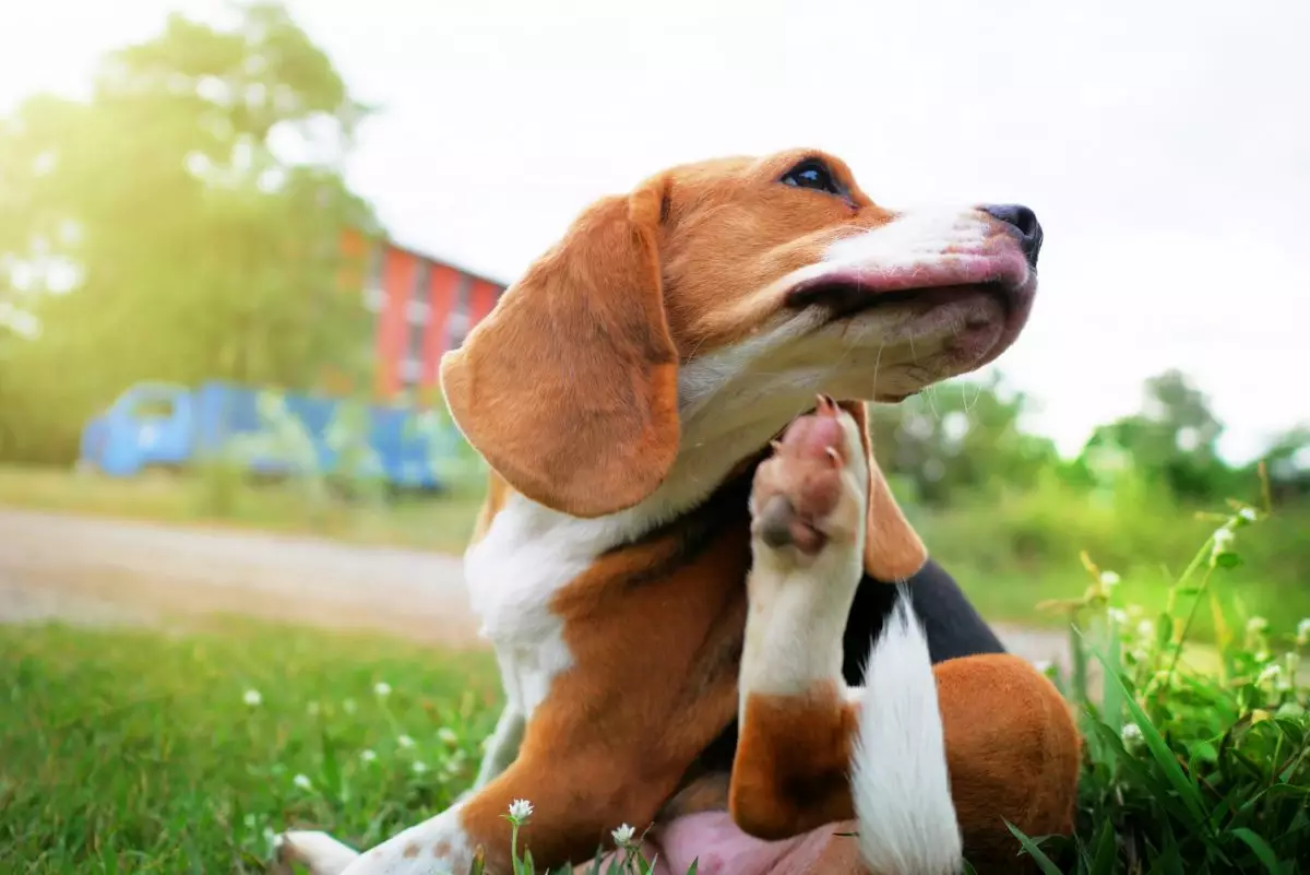 Ultimate Guide to Protecting Your Dog: Flea and Tick Prevention Secrets