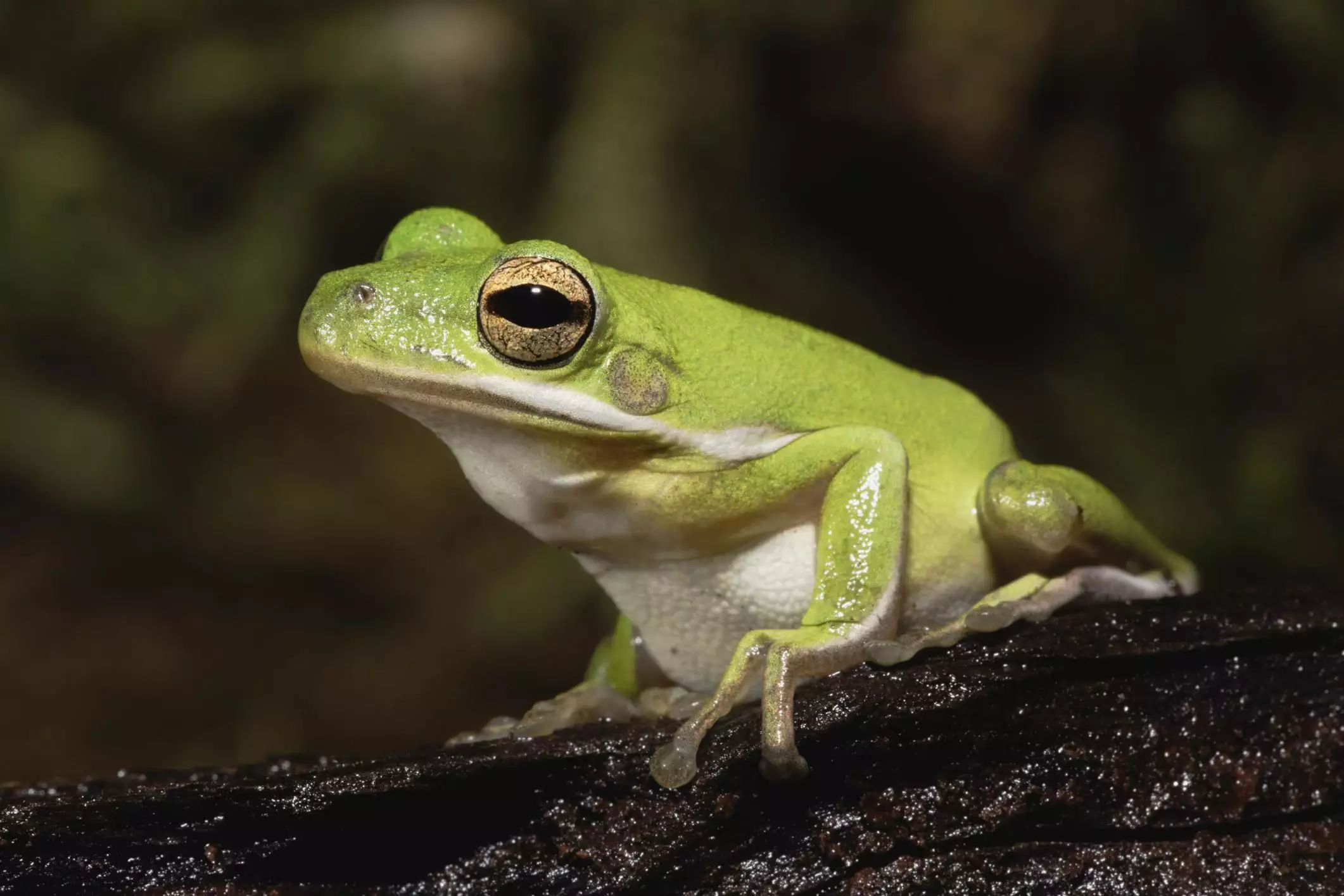 The Enchanting World of American Green Tree Frogs: A Comprehensive Care Guide