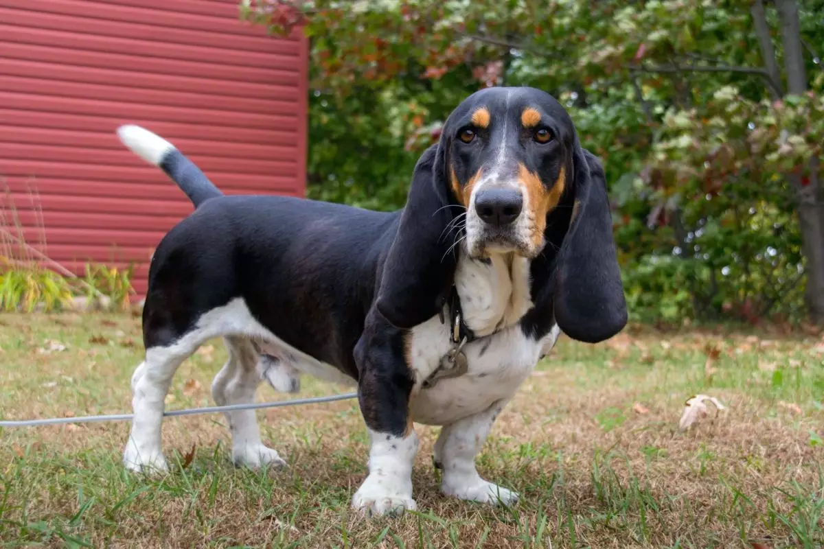 Empowering Your Pup: Unleashing the Secrets of Canine Spinal Health