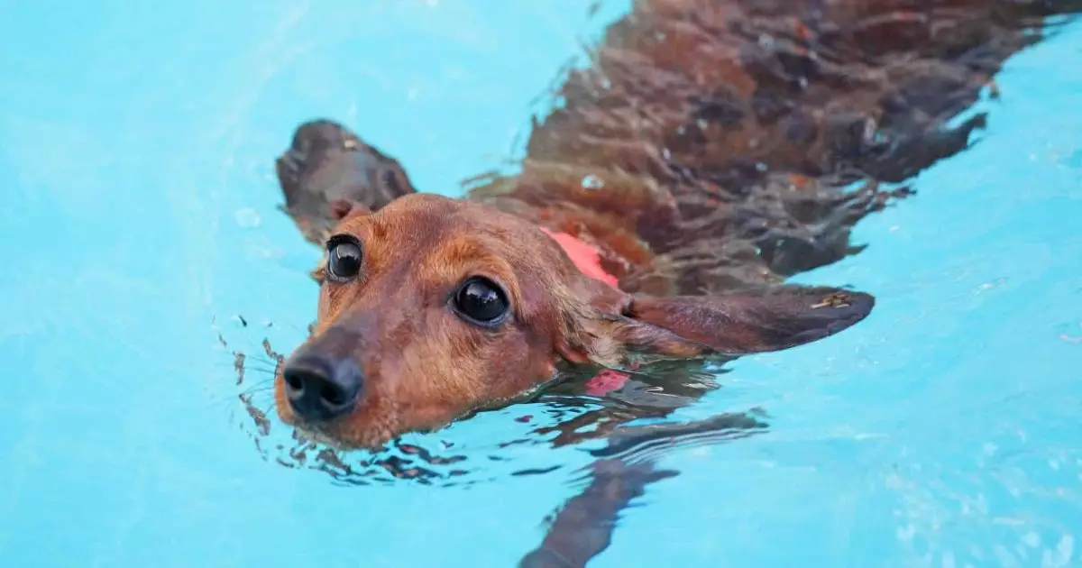 Empower Your Dog’s Playtime: Embrace Spine-Friendly Activities for Lasting Health