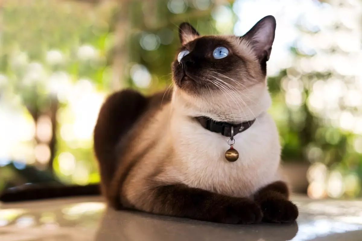 Unveiling the Enigma: The All-Seeing Gaze of Cats