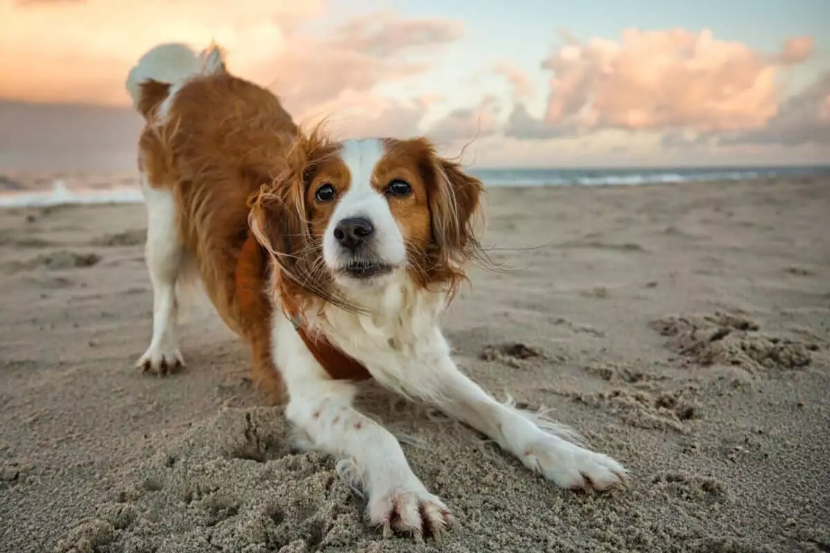 Quiet Companions: The Beauty of Underrated Dog Breeds