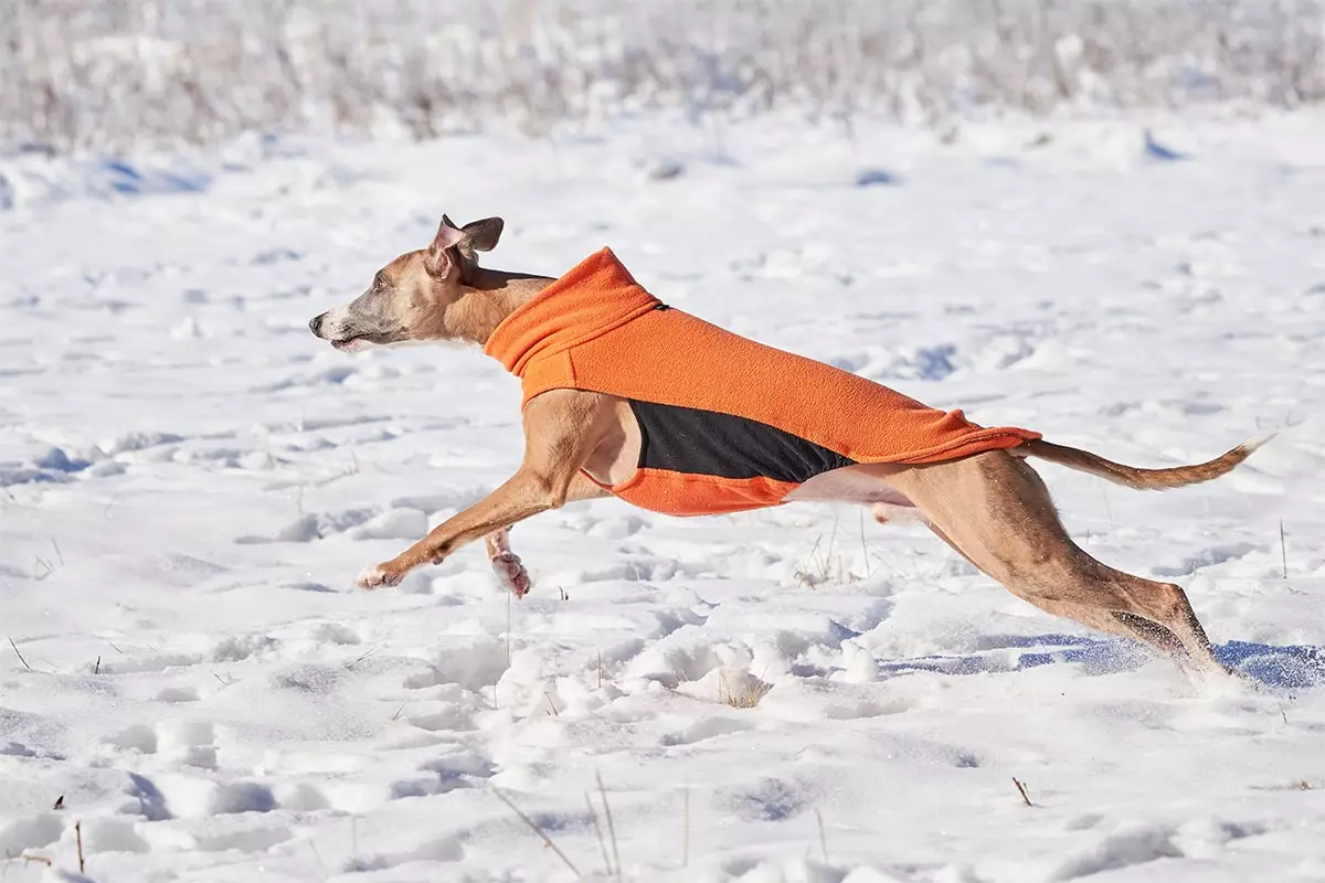 Ultimate Athletes: The Most Agile Dog Breeds and Their Unmatched Energy