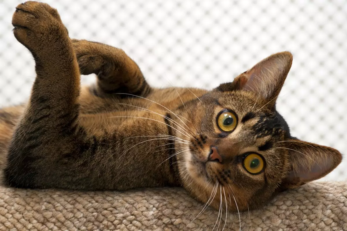 The Purrfect Art of Living: How Cats Master Daily Bliss