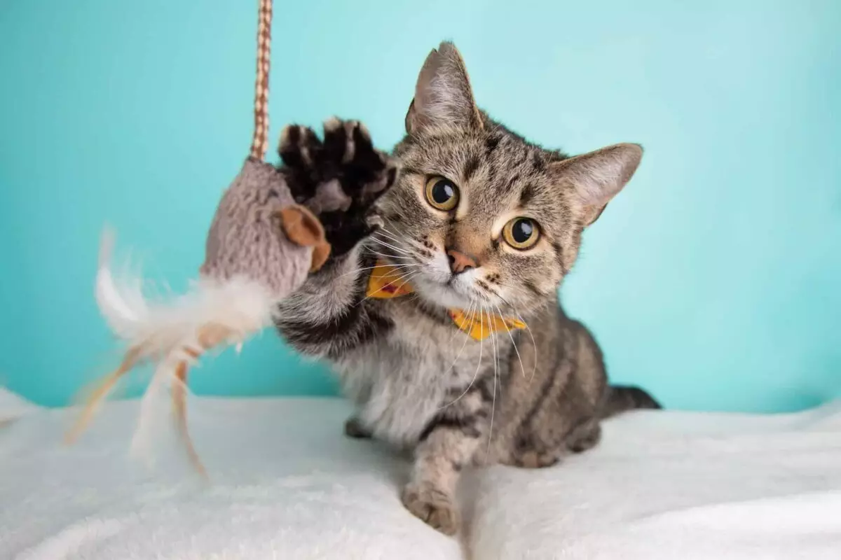 Night Owls Unite: The Perfect Cats for the Late-Night Adventurer