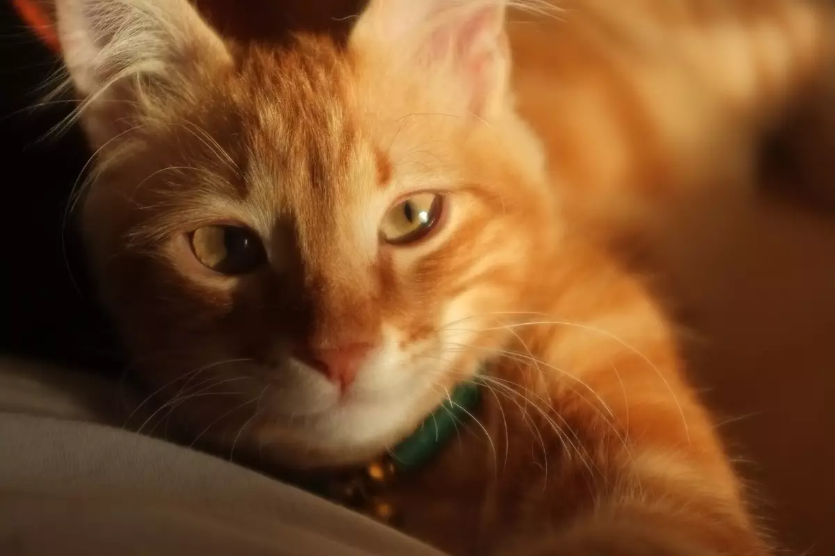The Feline Kingdom: Life Under the Rule of Your Cat