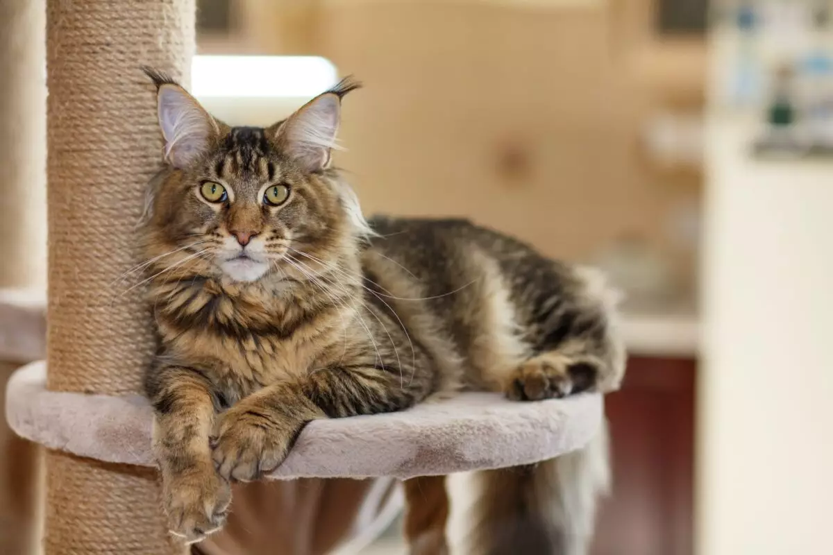 Embrace Serenity: The Most Affectionate Cat Breeds for a Tranquil Home