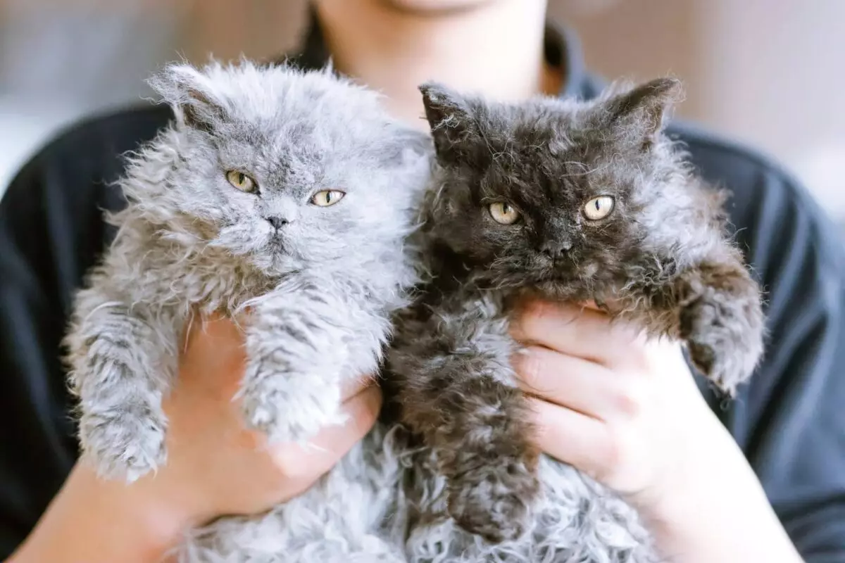 Find Your Perfect Feline: Embrace Cozy Companionship with Stress-Free Cat Breeds