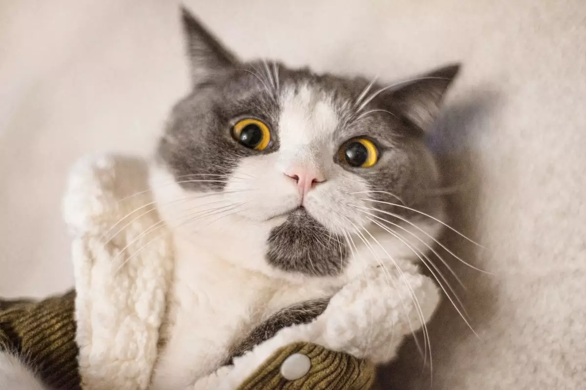 The Joyful Anarchy of Living with a Cat: Embracing Feline Diplomacy