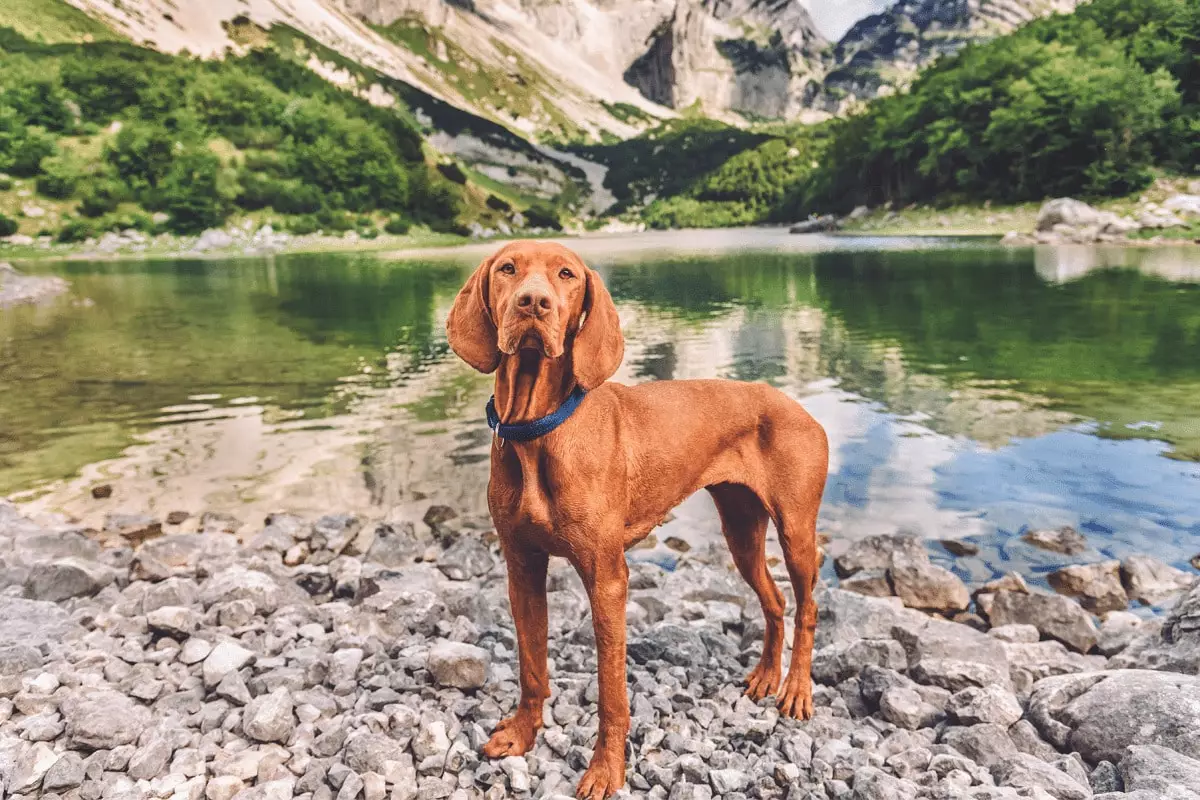 Unleash the Adventure: The Most Exploratory Dog Breeds for Active Lifestyles