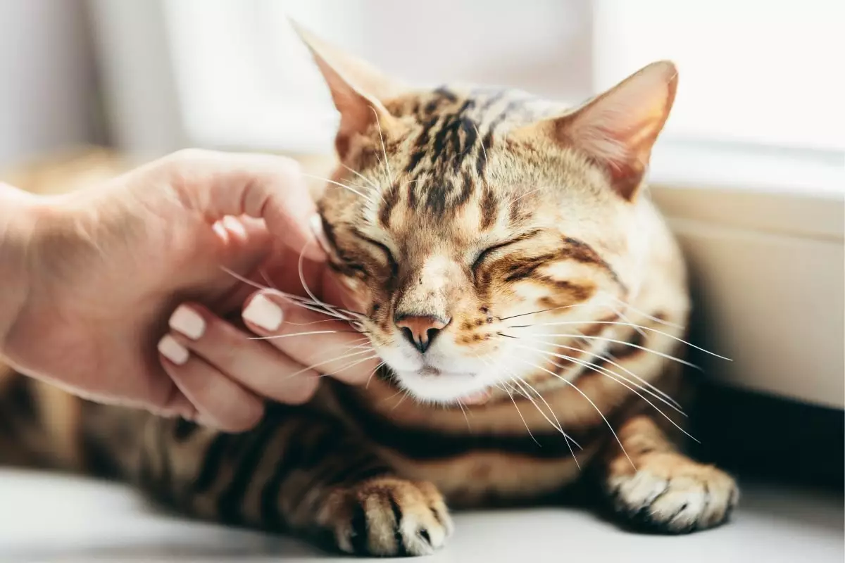 The Enigmatic Affection of Cats: Unveiling Their Deep Connection with Us