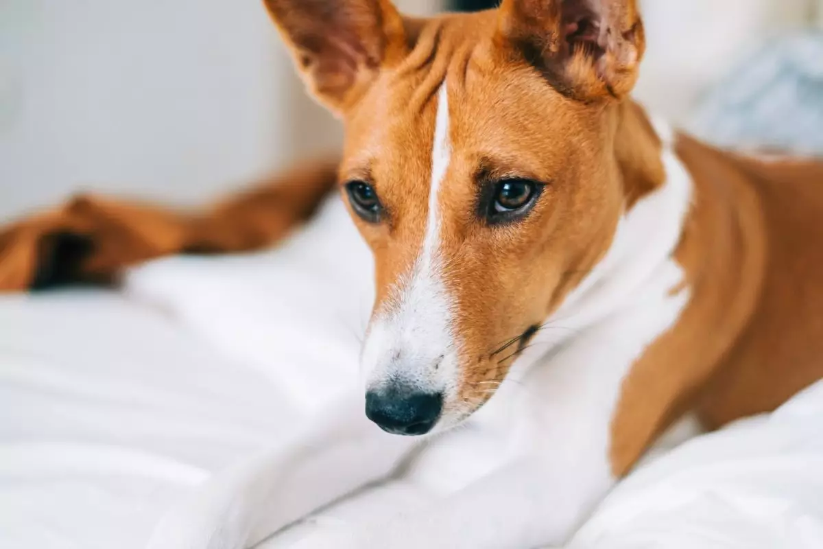 The Allure of Low-Shedding Dog Breeds: Clean Companionship Awaits